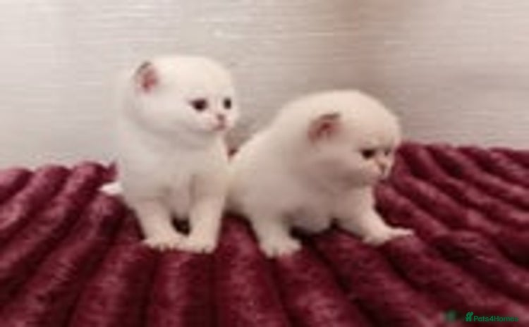 British Shorthair cats - Advert 4