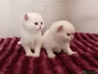 British Shorthair cats Beauties X4 British Shorthair x2 British Longhair - Advert 9