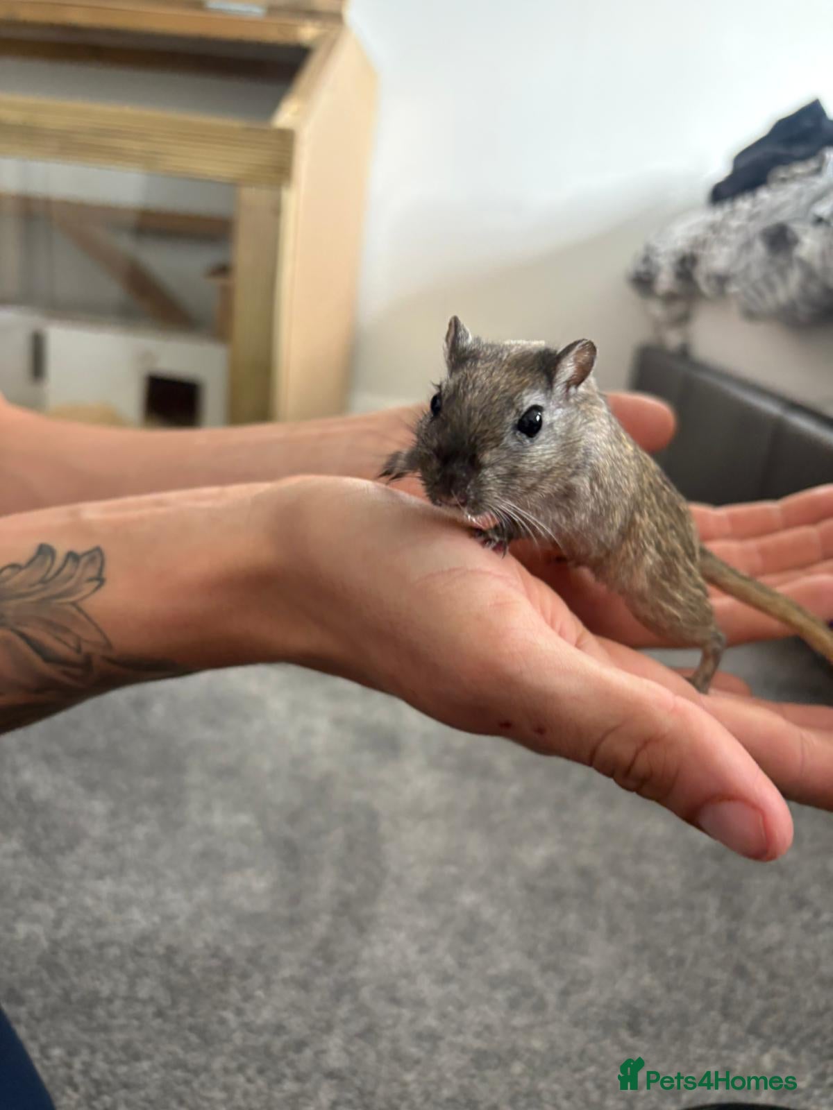 Gerbil rodents for sale: 3 x Gerbils for sale - Advert 3