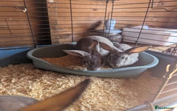 Rex rabbits for sale: Mini rex  - Image 3
