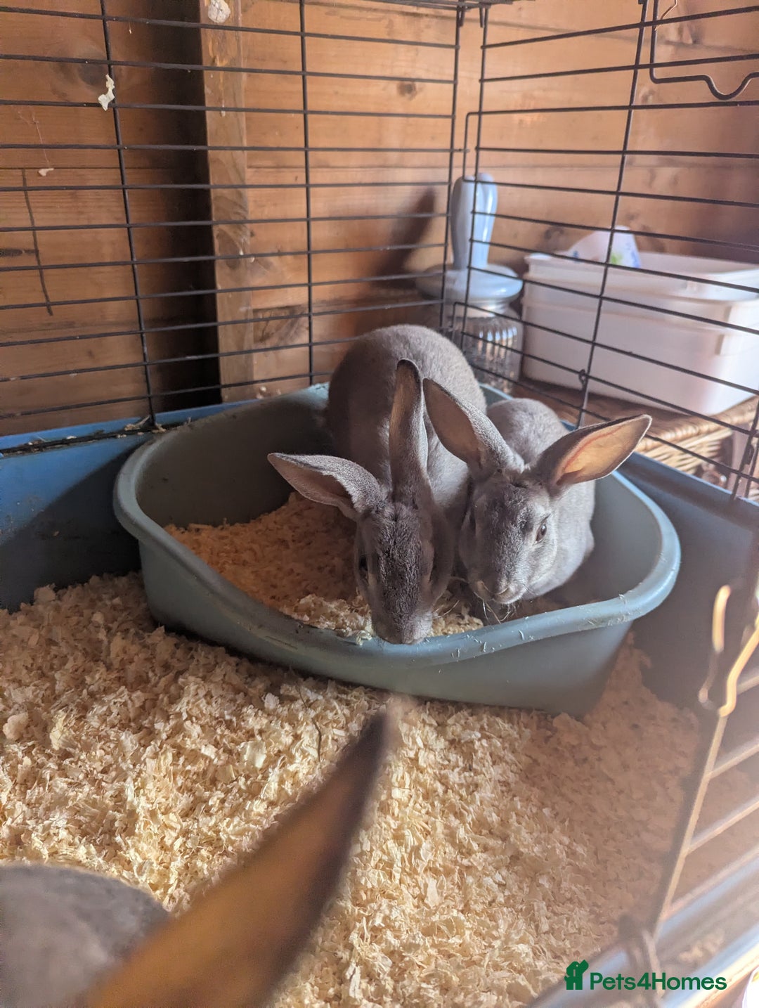 Rex rabbits for sale: Mini rex  - Image 3