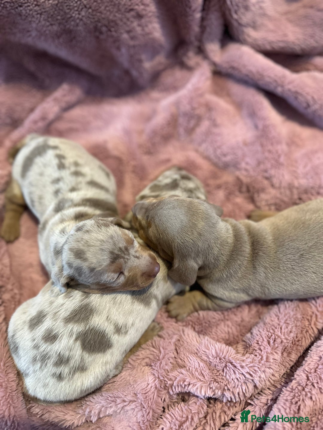 Miniature Dachshund dogs for sale: Special delivery ❤️💙 Ready to leave Feb 10th 🌹 - Advert 4