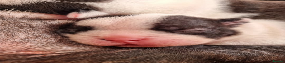 Boston Terrier Puppy 2
