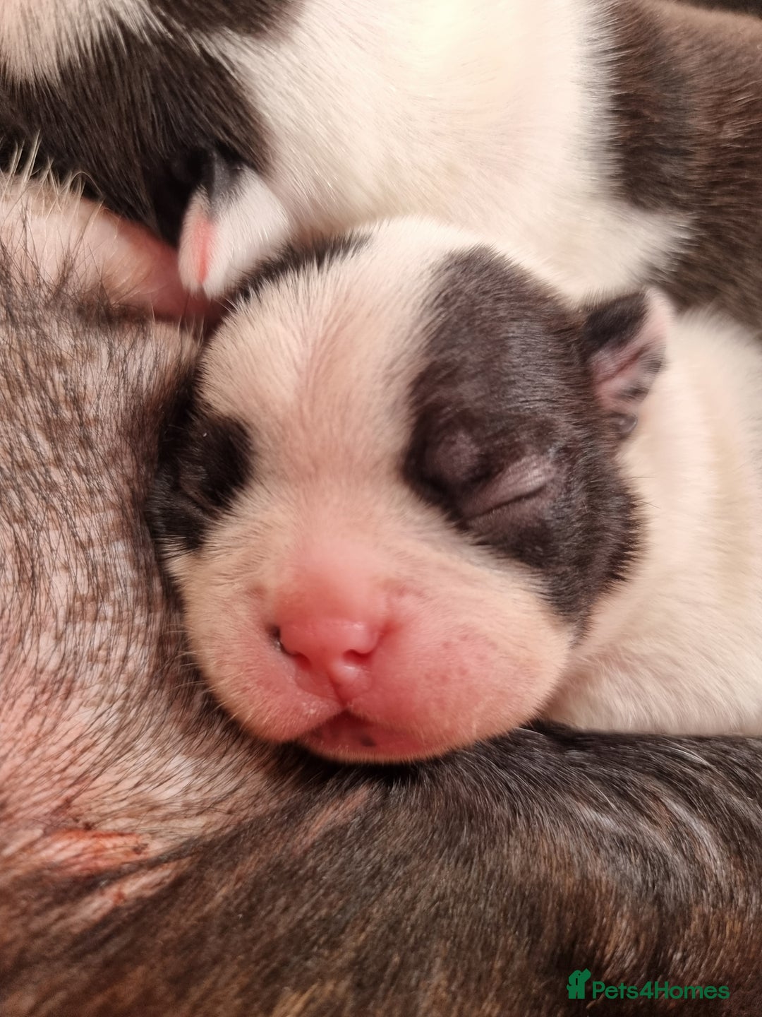 Boston Terrier dogs for sale: Beautiful Boston Terriers pups - Image 8