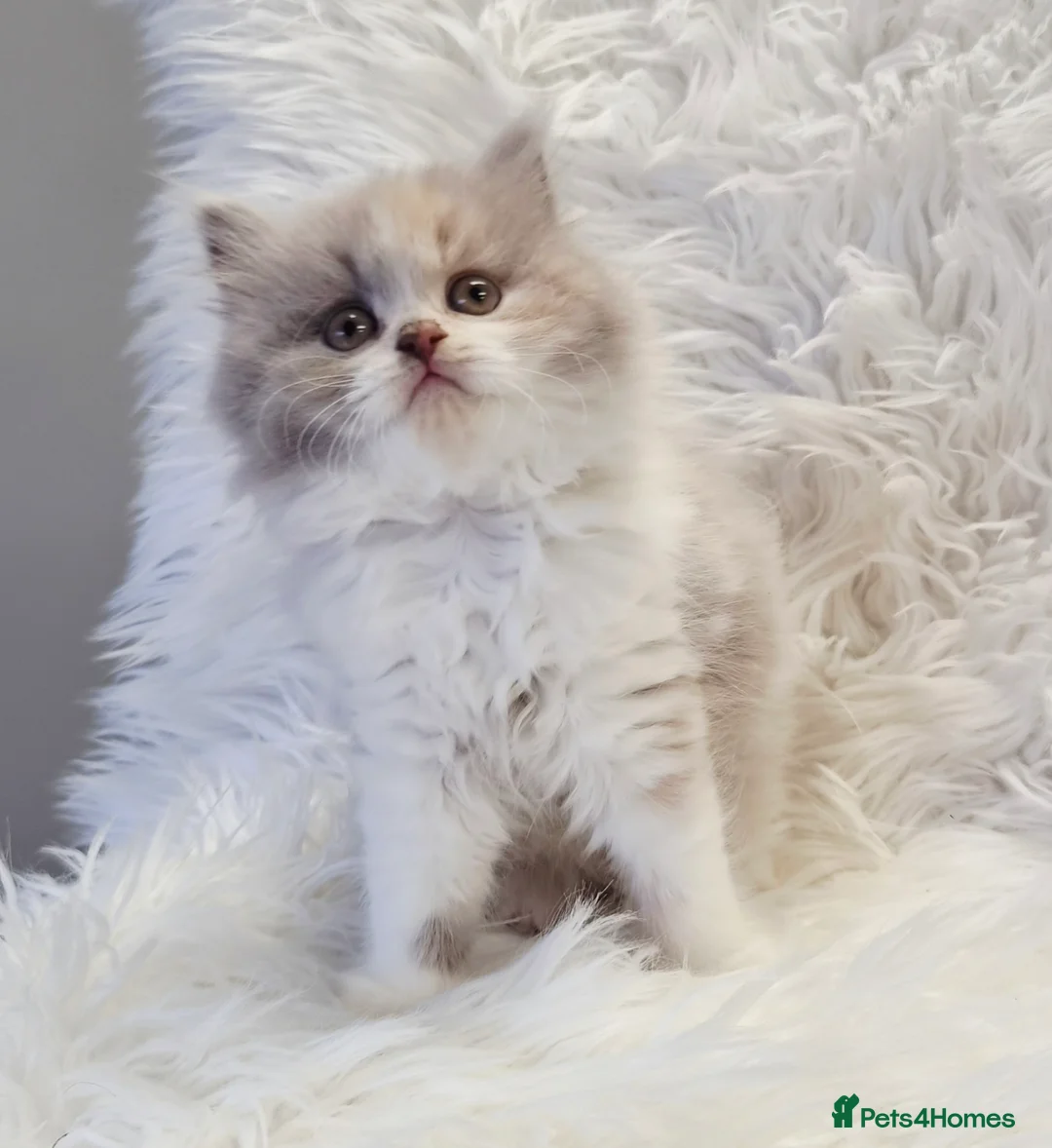 British Shorthair cats for sale: Gorgeous British longhair so loving - Advert 1