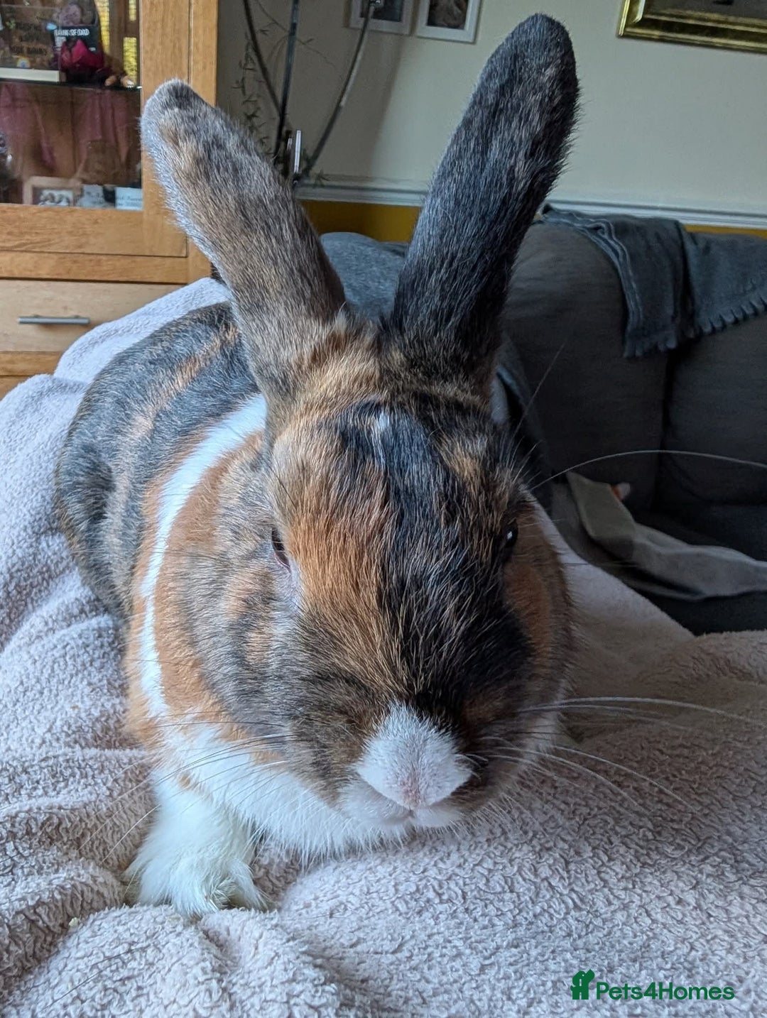 Mixed Breed rabbits for sale: 3 mixed baby rabbits - Advert 7