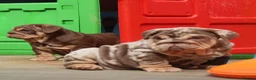 English Bulldog dogs for sale: Gorgeous English Bulldog Pups - Advert 9