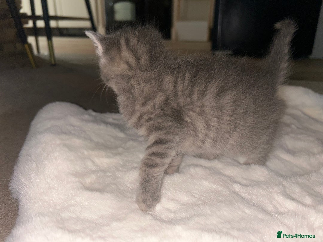 Mixed Breed cats for sale: Kittens mixed breed  - Image 9