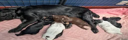 Cocker Spaniel dogs for sale: Working cocker spaniel pups 1 black girl - Advert 10