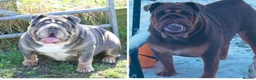 English Bulldog dogs for sale: Winnie’s amazing litter of 6 beautiful babies - Advert 11