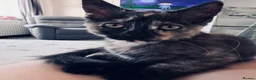 Mixed Breed cats for sale: Kitten please read full description 🩷 - Advert 5