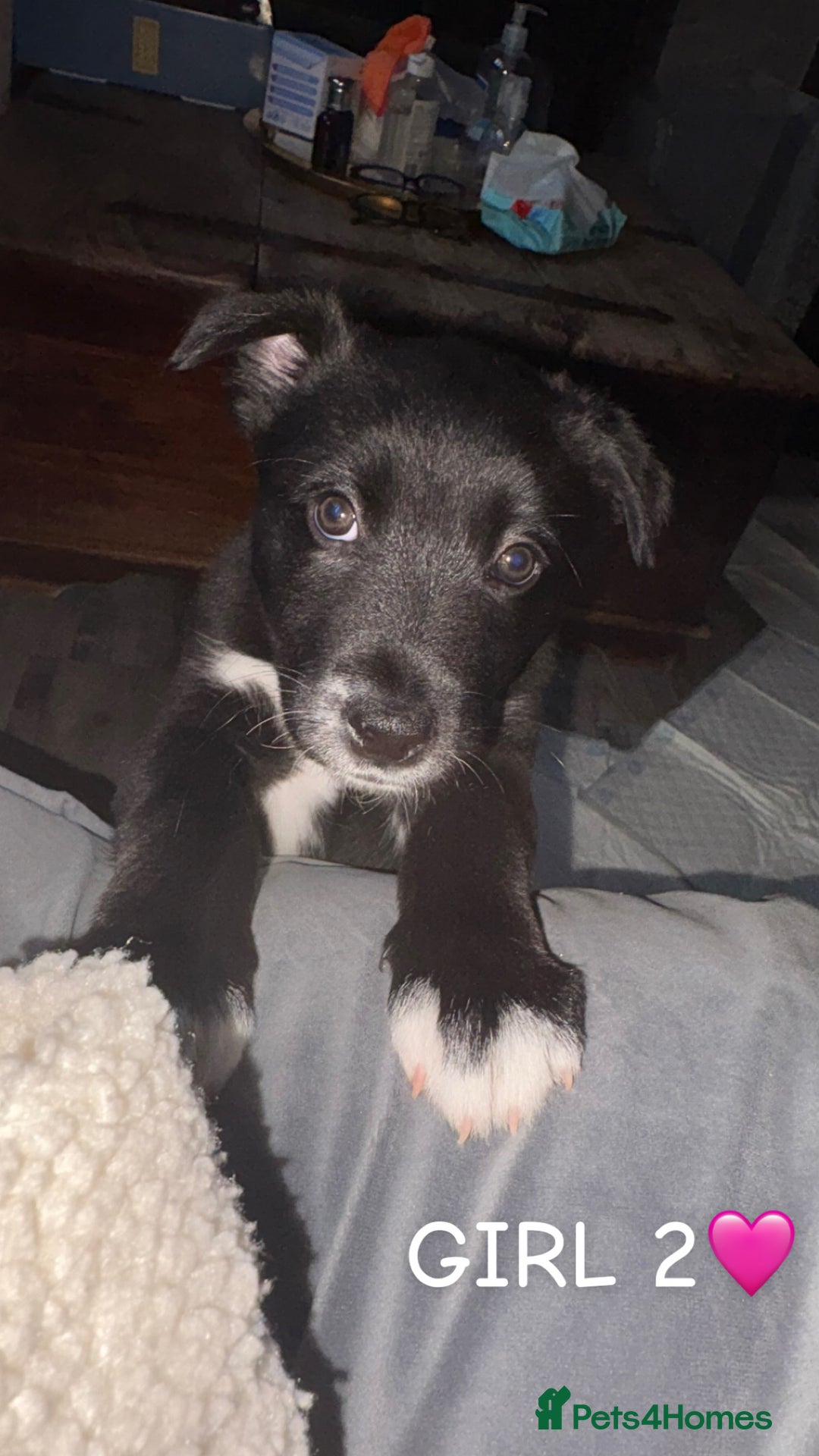 Mixed Breed dogs for sale: 3 beautiful puppies sale. 2 girls and 1 boy.  - Advert 4