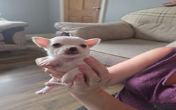Chihuahua dogs for sale: Chihuahua puppies for sale - Image 3