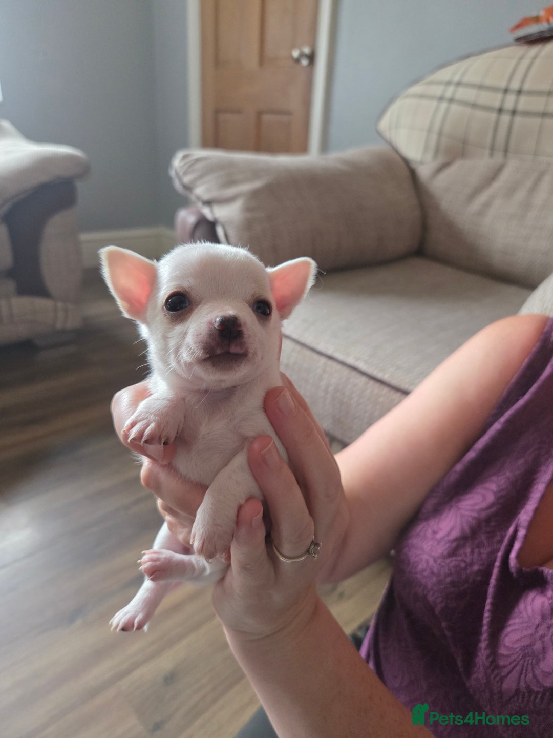 Chihuahua dogs for sale: Chihuahua puppies for sale - Image 3