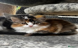 Ragcoon cats for sale: Beautiful ragcoon kittens - Image 5