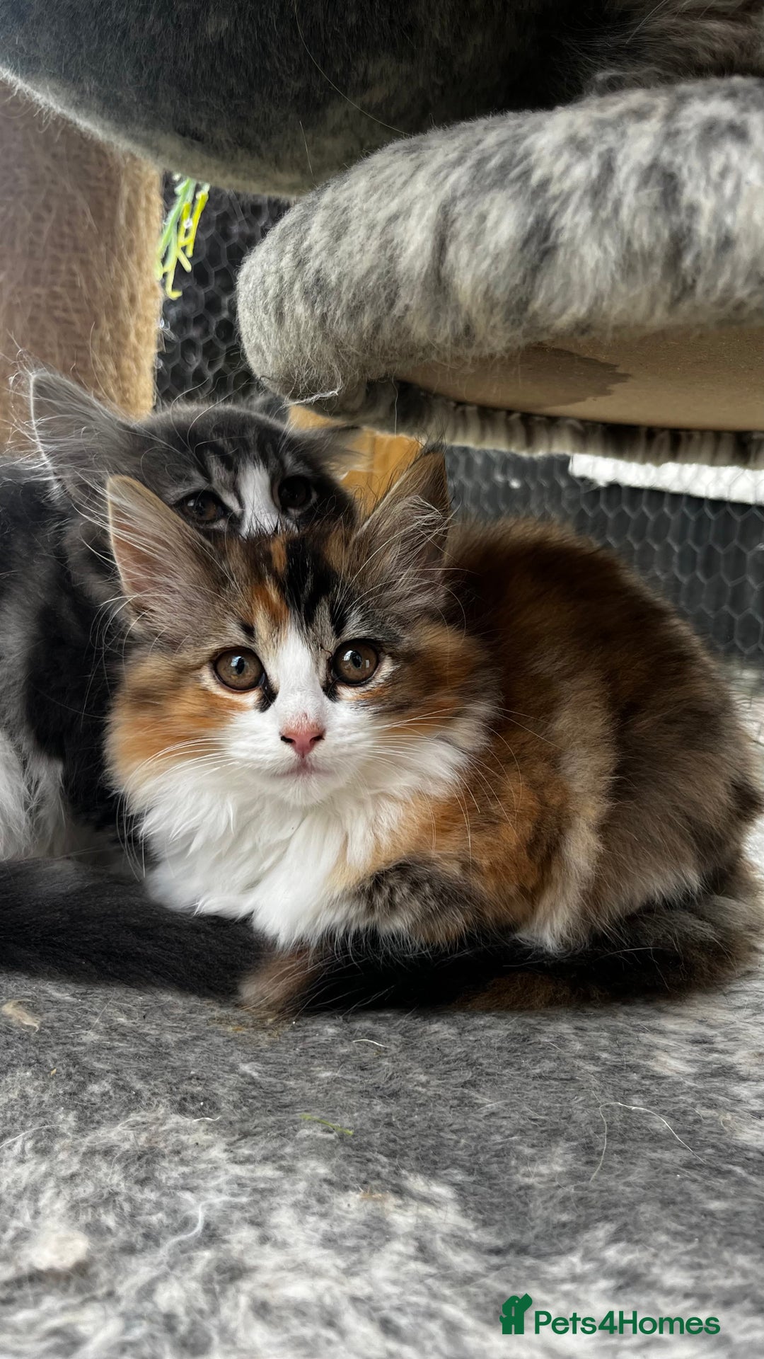 Ragcoon cats for sale: Beautiful ragcoon kittens - Image 5