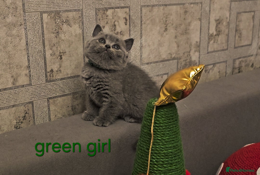 British Shorthair cats for sale: British Shorthair kitten's, GCCF pedigree - Advert 14