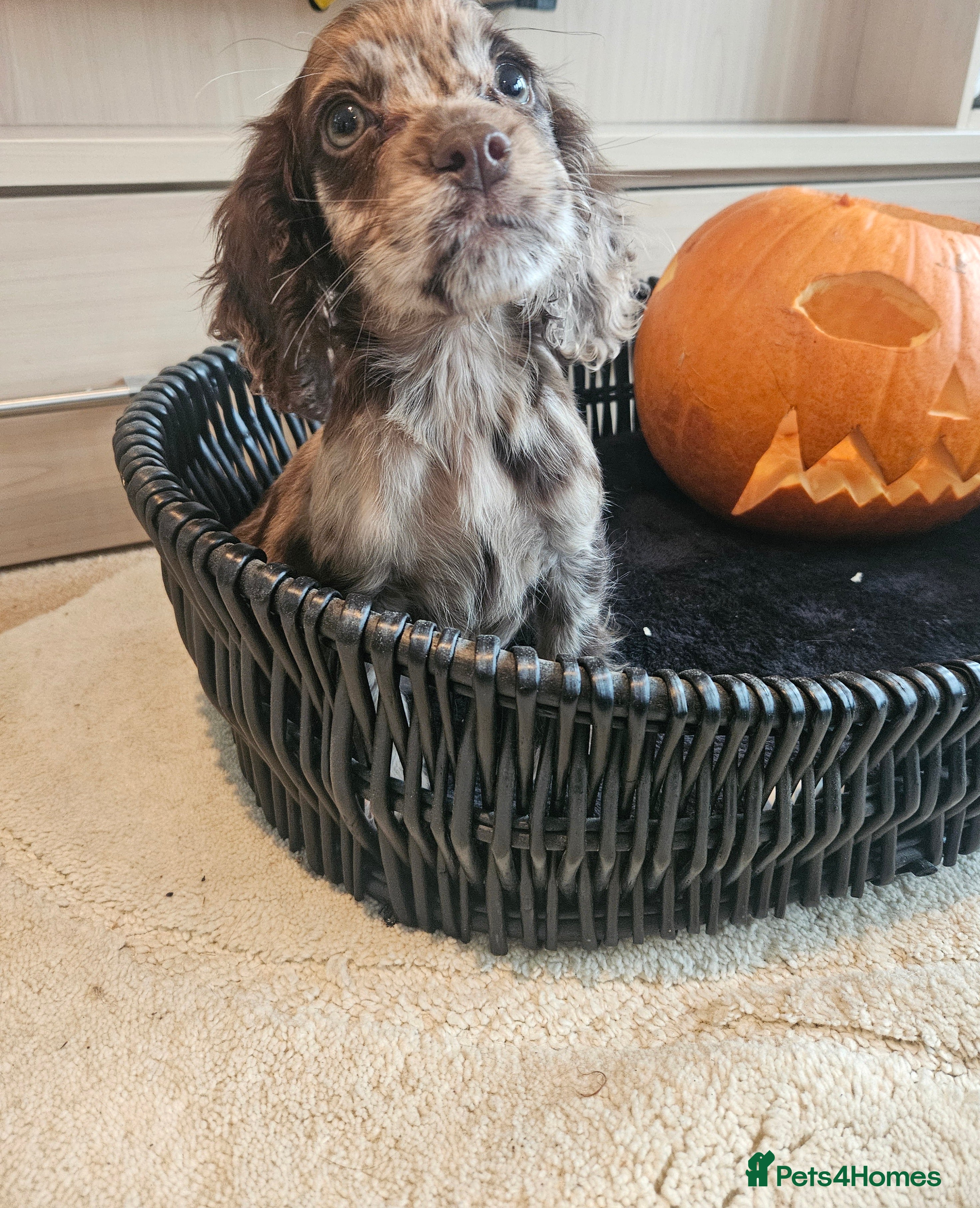 Cocker Spaniel dogs Working type cocker spaniels. Merle and Roan - Advert 5