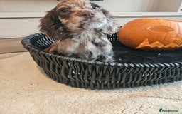 Cocker Spaniel dogs for sale: Working type cocker spaniels. Merle and Roan - Image 1