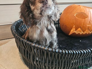 Cocker Spaniel dogs - Advert 12