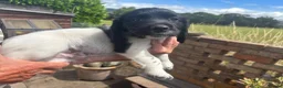 English Springer Spaniel dogs for sale: English springer spaniel puppies  - Advert 5