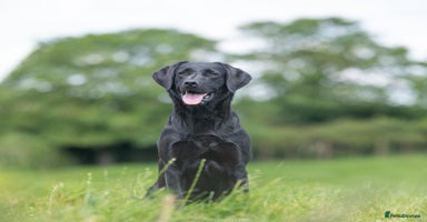 Labrador Retriever dogs - Advert 1