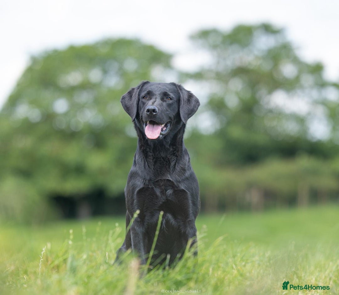 Labrador Retriever dogs for sale: Superb dual purpose health tested black Labradors  - Image 3