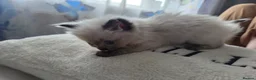 Ragdoll cats for sale: Purebred Ragdoll Kittens, Ready to Go - Advert 38