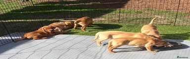Labrador Retriever 3