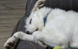 Mixed Breed dogs for adoption:  ARIEL with the bunny rabbit ears  - Image 11