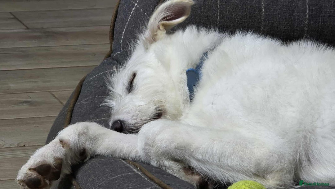 Mixed Breed dogs for adoption:  ARIEL with the bunny rabbit ears  - Image 11