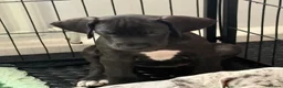 Great Dane dogs for sale: High Quality Great Dane Puppies - Advert 11