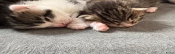 Mixed Breed cats for sale: Beautiful kittens in Chesham - Advert 8