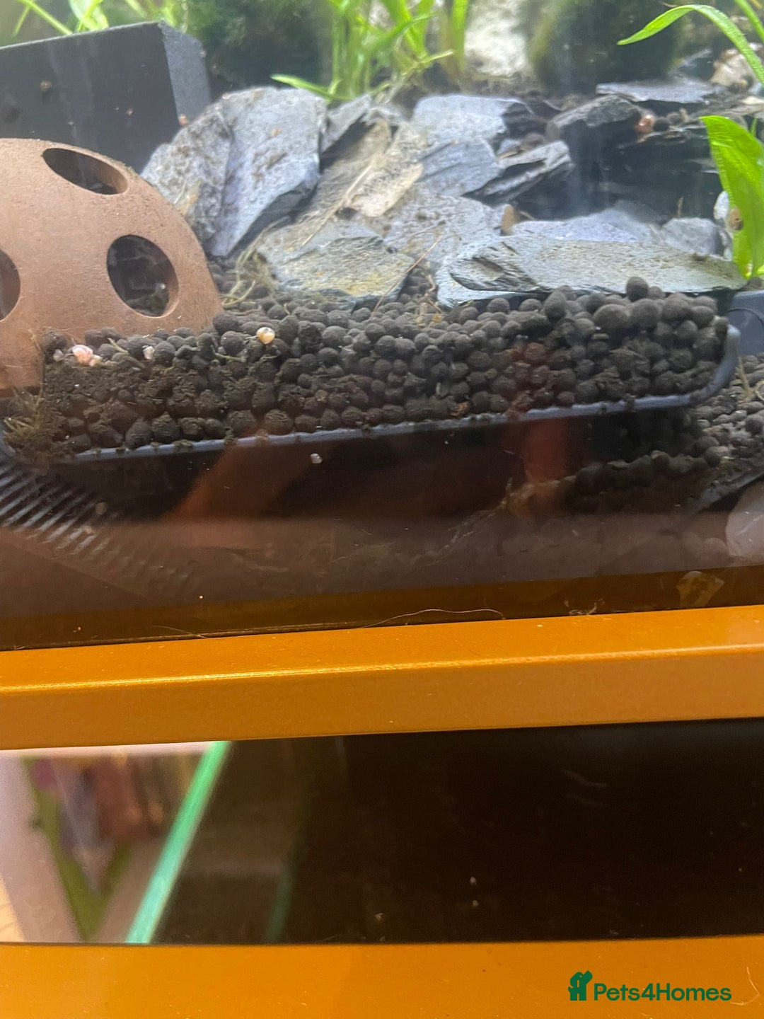 Snails fish for sale: Pink Ramshorn Snails - Advert 4