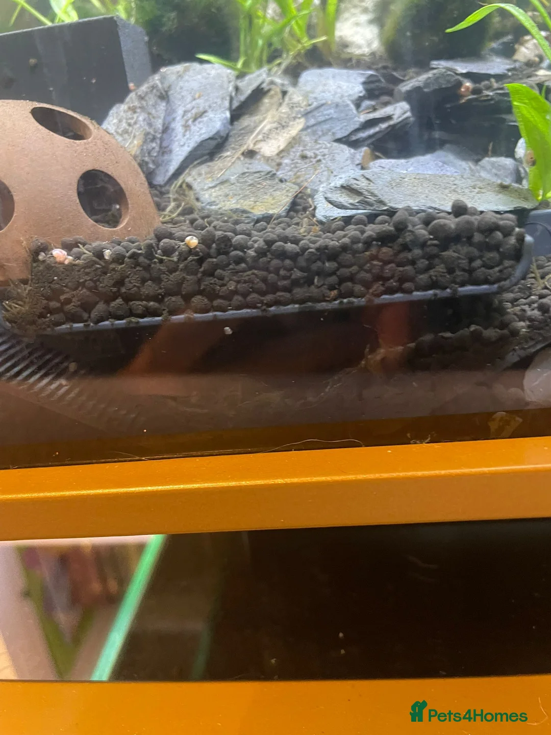 Snails fish for sale: Pink Ramshorn Snails - Advert 4