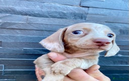 Miniature Dachshund dogs for sale: Miniature dachshunds READY NOW - Advert 24