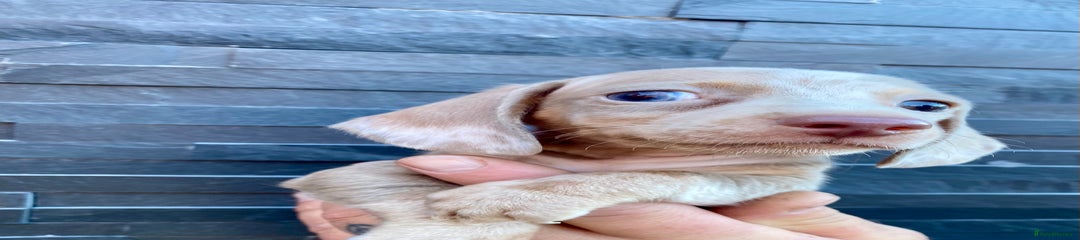 Miniature Dachshund Puppy 2