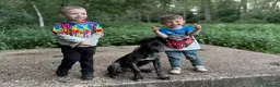 Mixed Breed dogs for sale: Female cane corso cross German shepherd  - Advert 2