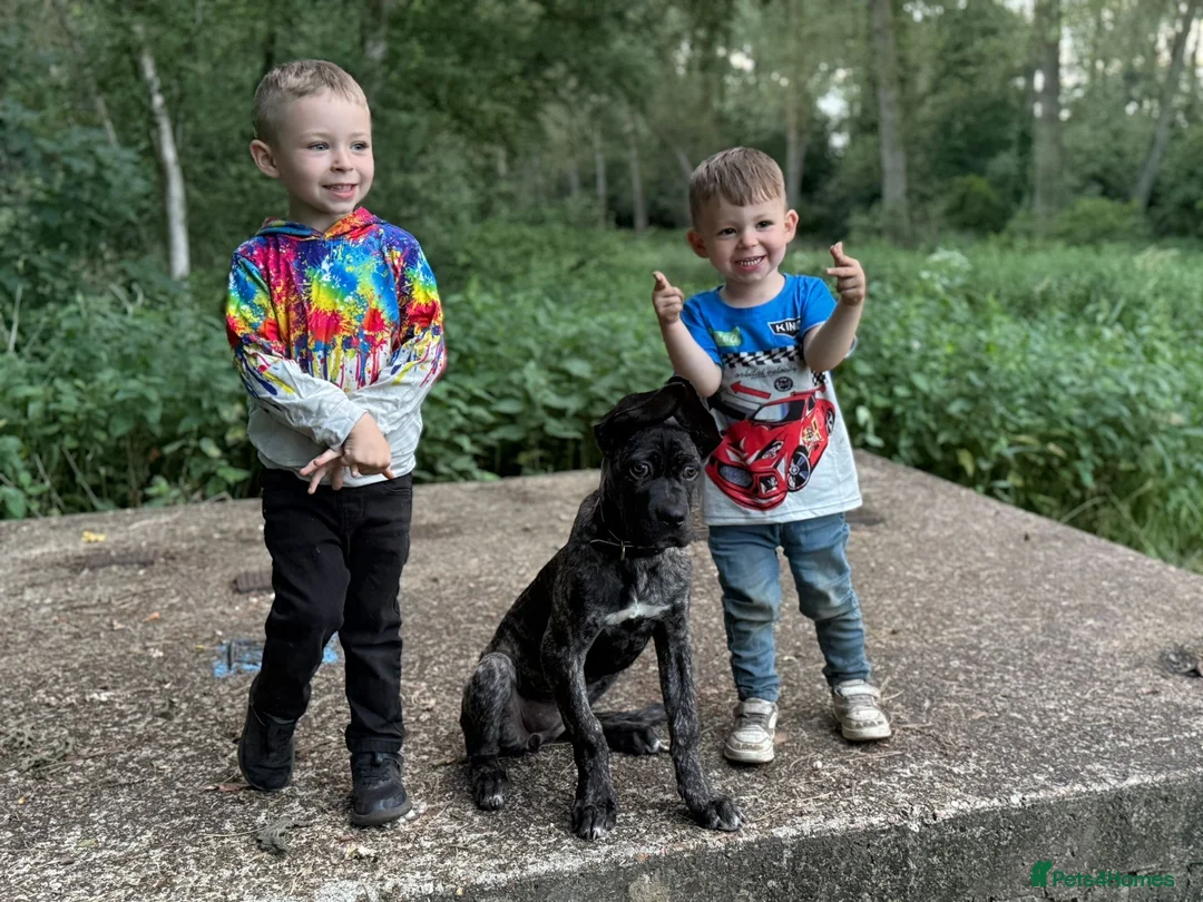 Mixed Breed dogs for sale: Female cane corso cross German shepherd  - Advert 2