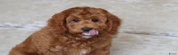 Cavapoo dogs for sale: ⭐️Deep Red Cavapoo Puppies🐾🐶 READY NOW - Advert 6