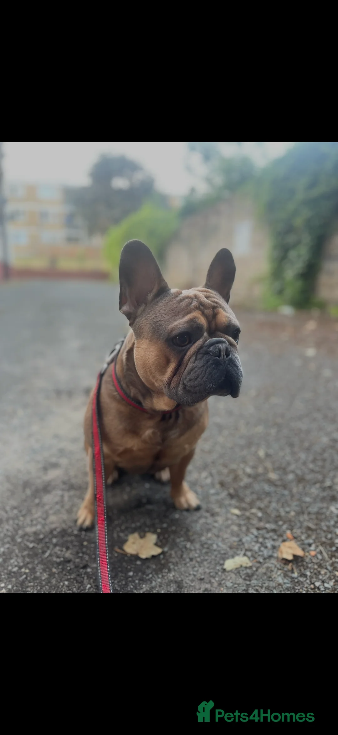 French Bulldog dogs for stud: KC REGISTERED FRENCH BULLDOG  in London - Advert 2