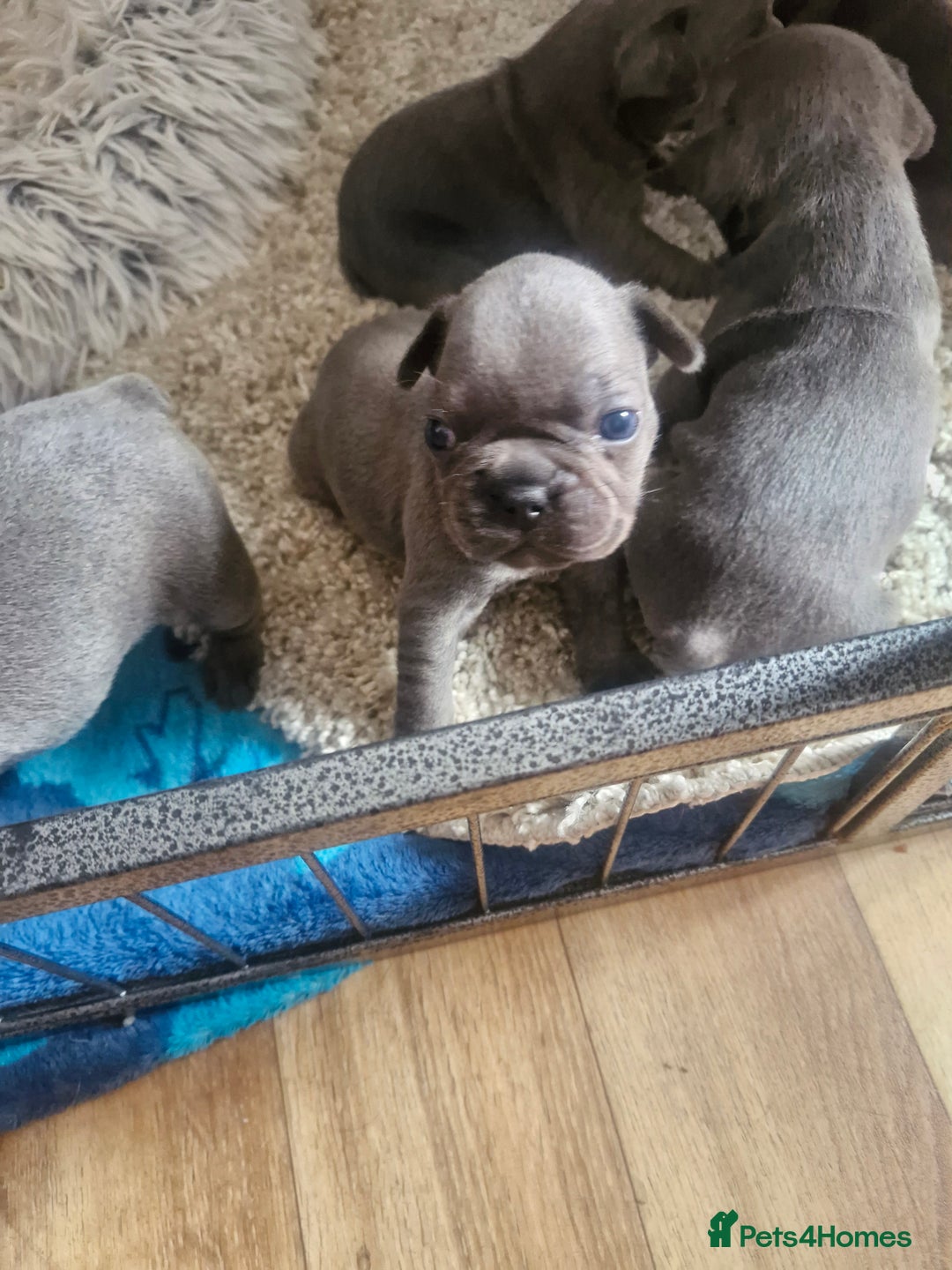 French Bulldog dogs for sale: Miss katie - Image 7