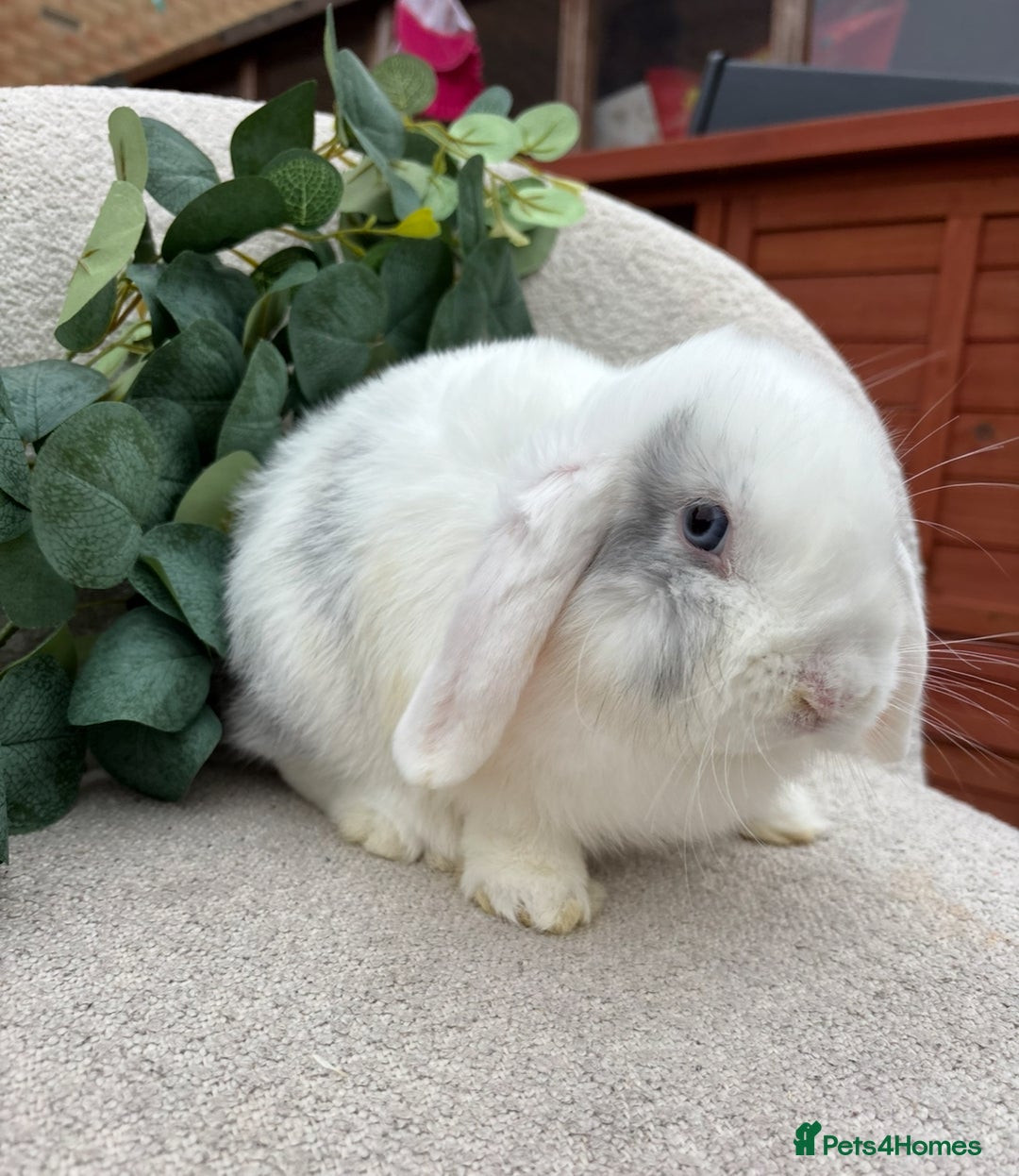 Mini Lop rabbits for sale: Mini lops for sale *ready to leave now* - Image 5