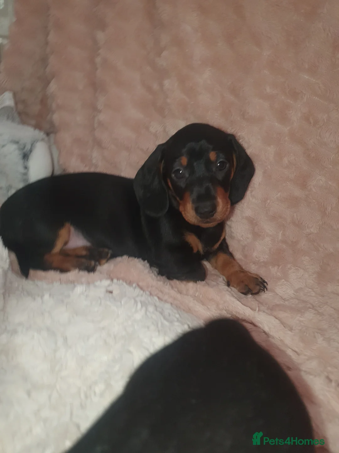 Miniature Dachshund dogs for sale: 2 male miniature dachshunds  in Brandon - Advert 2