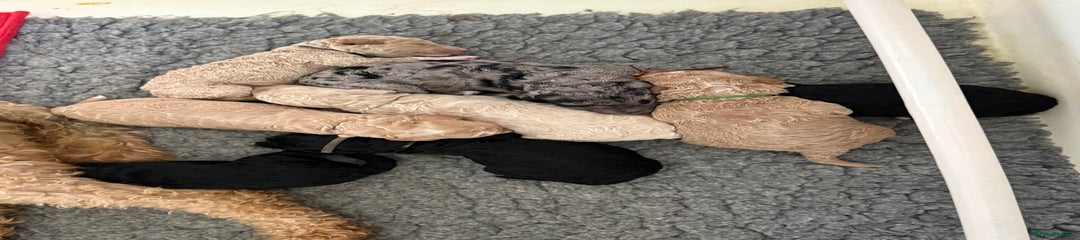 Australian Labradoodle mr green