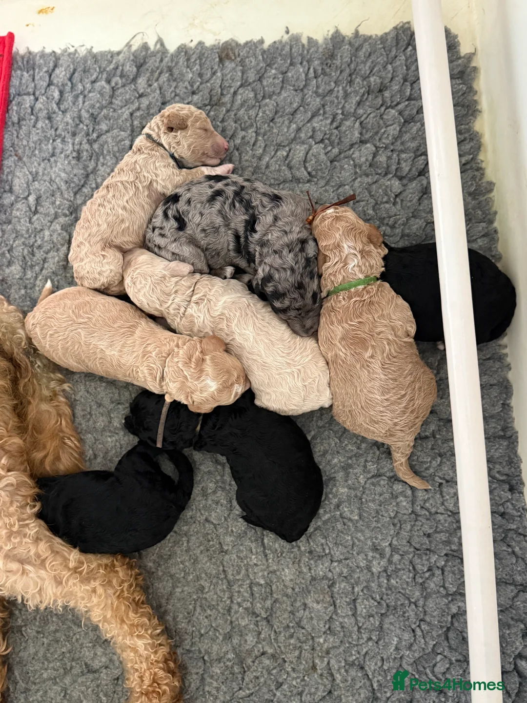 Australian Labradoodle dogs for sale: **reduced** Australian labradoodles - Advert 21