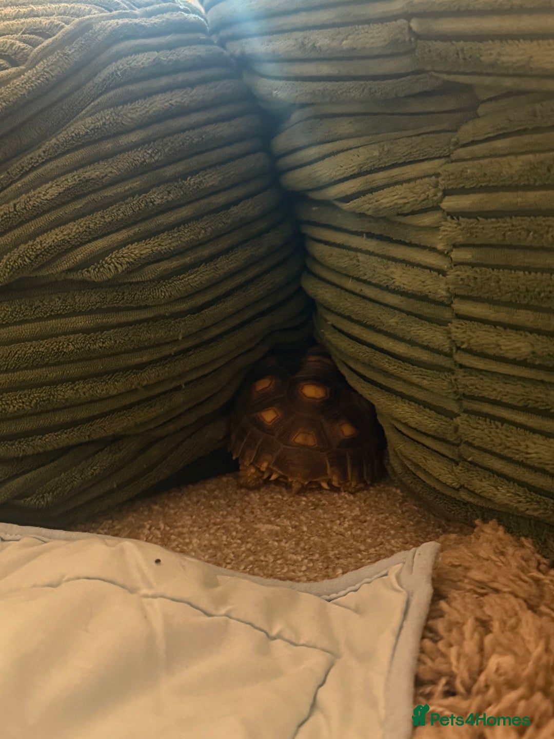 Tortoise reptiles for sale: African Spur Thighed Tortoise - Advert 3