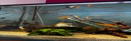 Angelfish fish for sale: Full set up fish tank fluval visi 202 l  in Worksop - Advert 9