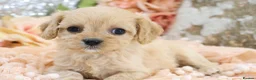Cavapoo dogs for sale: Health Tested Cavapoo Puppies - Advert 25