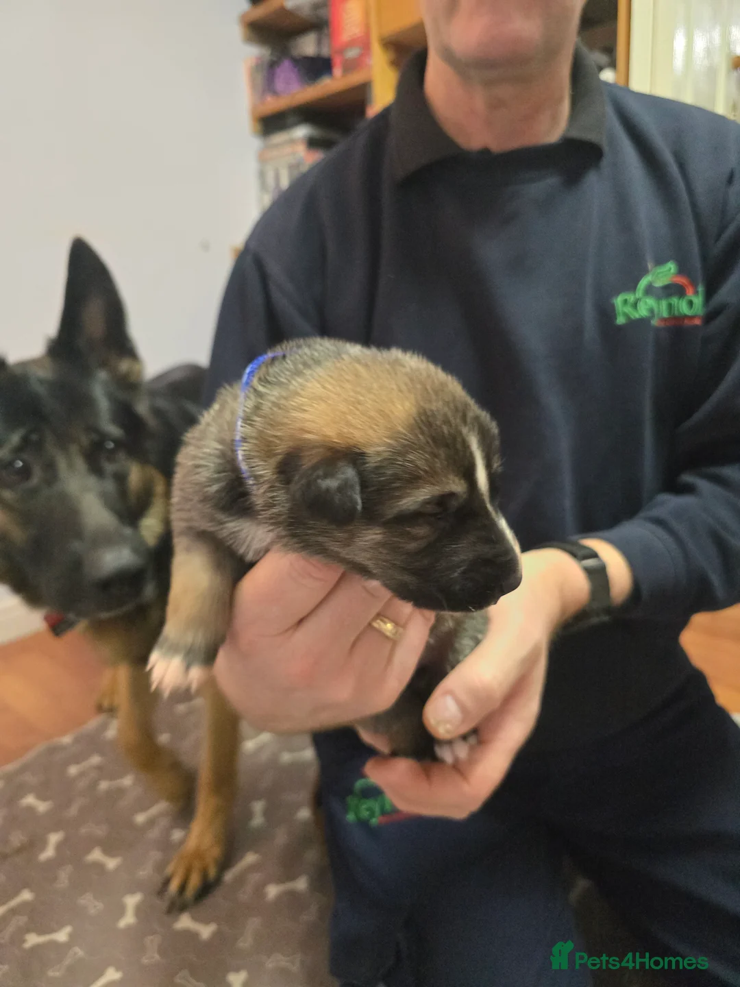 Mixed Breed dogs for sale: Cross between gsd/whippet/Huskey - Advert 10